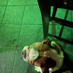 a dog sitting on a chair