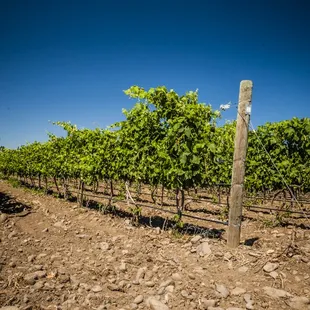 Dusted Valley&apos;s Stoney Vine Estate Vineyard, Walla Walla Valley