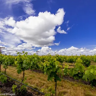 Dusted Valley&apos;s Sconni Block Estate Vineyard, Walla Walla Valley