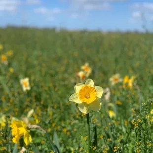 a field of yellow flowers