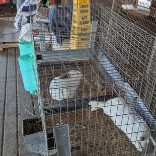 Wire bottomed cages amidst piles of junk