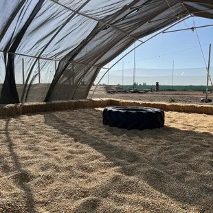 Corn "sand box"