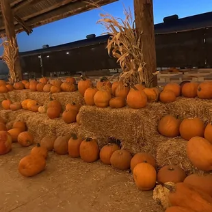 One of our favorite pumpkin patches! The tractor ride is improved; no hay! Great family time. 10.15.23