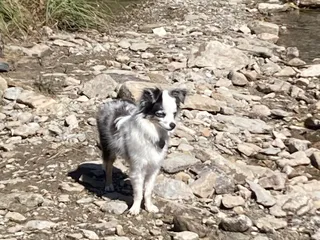 Animal Care Center of Green Valley