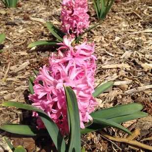Hyacinths