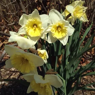 Daffodils
