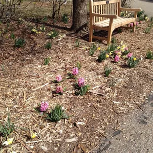 Spring flowers