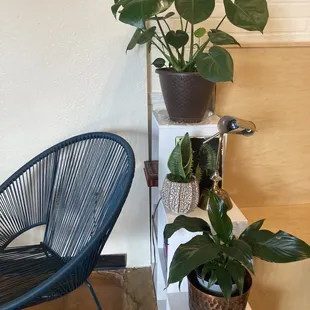They have so many plants and a lot of cute art!