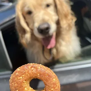 doggie donut