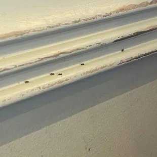 Ants all over booth wall