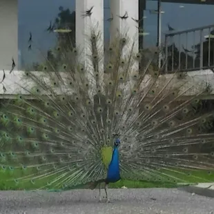 a peacock displaying its feathers