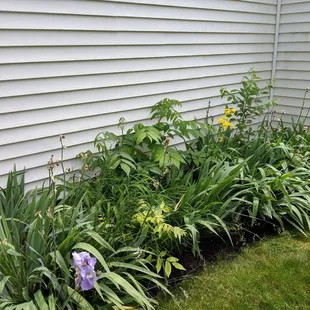 "Mulched" flower bed, complete with last year's weeds! Only $530!
