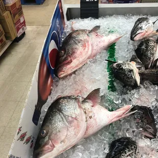 a display of fresh fish