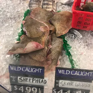 They have Skate wings
