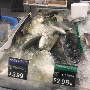 Pampano fish
