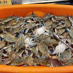 Live crab!