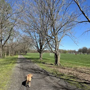 Dogs welcome on leashes. And soccer!