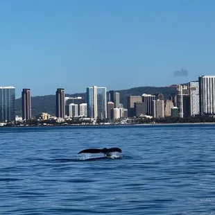 Humpback whale fluke