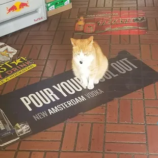 a cat sitting on the floor
