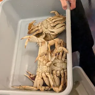 Dungeness Crabs of our choosing