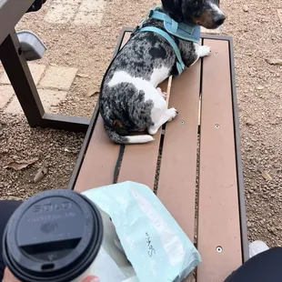 Outdoor seating pup friendly