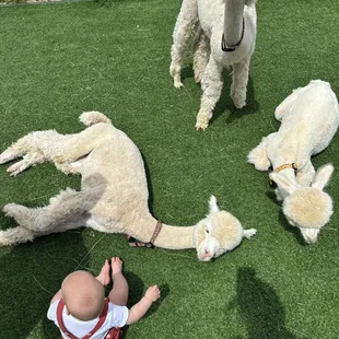 Little alpacas laying down