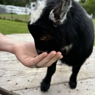 The goats will sit on your lap