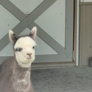 Baby alpaca...those beautiful blue eyes!