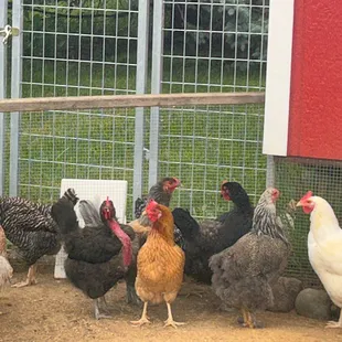 The girls are thinking about laying some eggs