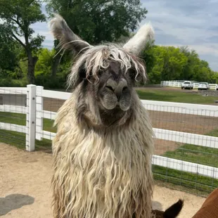 Handsome big boy llama