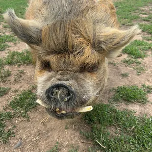 Those tusks...so handsome!