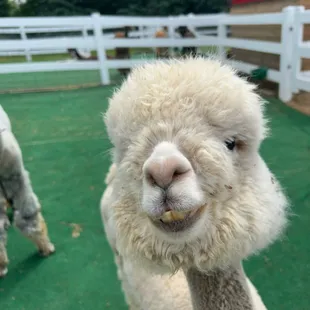 Sweet alpaca face...look at those teeth!