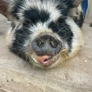 Kune Kune pig...look at that face!