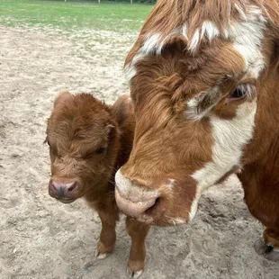 Highland cattle...mama and baby Bam Bam