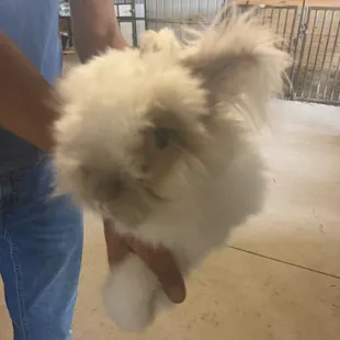Angora bunny...so soft!