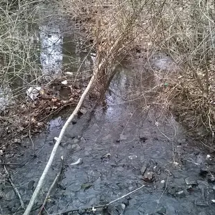 A creek flows through the park from the neighborhood to the north