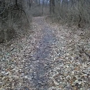 leafy path can get a bit slippery