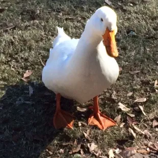 My pal on 10......always by the carts near the green looking for a handout.....