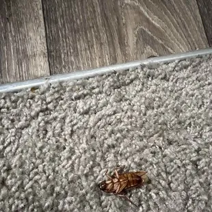 Roach crawling in the sink