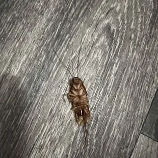 Roach crawling across stove