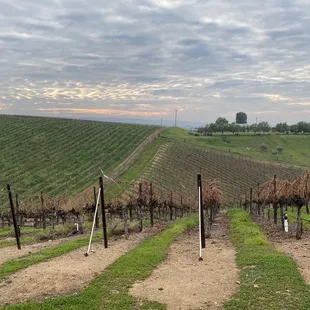 a view of a vineyard from the top of a hill