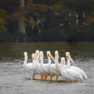 White Pelicans September-November....