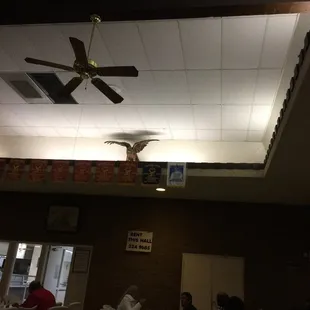 Eagles in the dining hall.