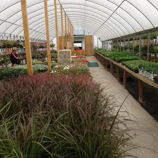 Greenhouse shopping.