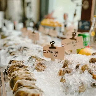 a display of fresh oysters