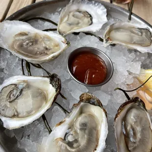 Oysters