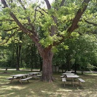 Shady area to enjoy BBQ outside