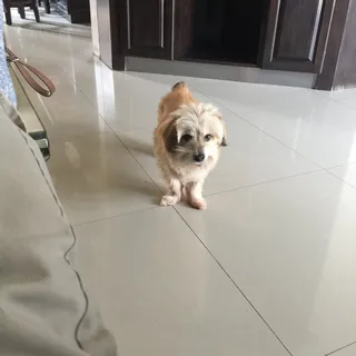 Koko L.