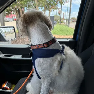 After grooming appointment