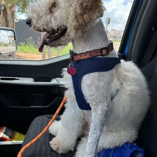 After grooming appointment